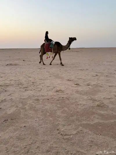للبيع رحوا 2