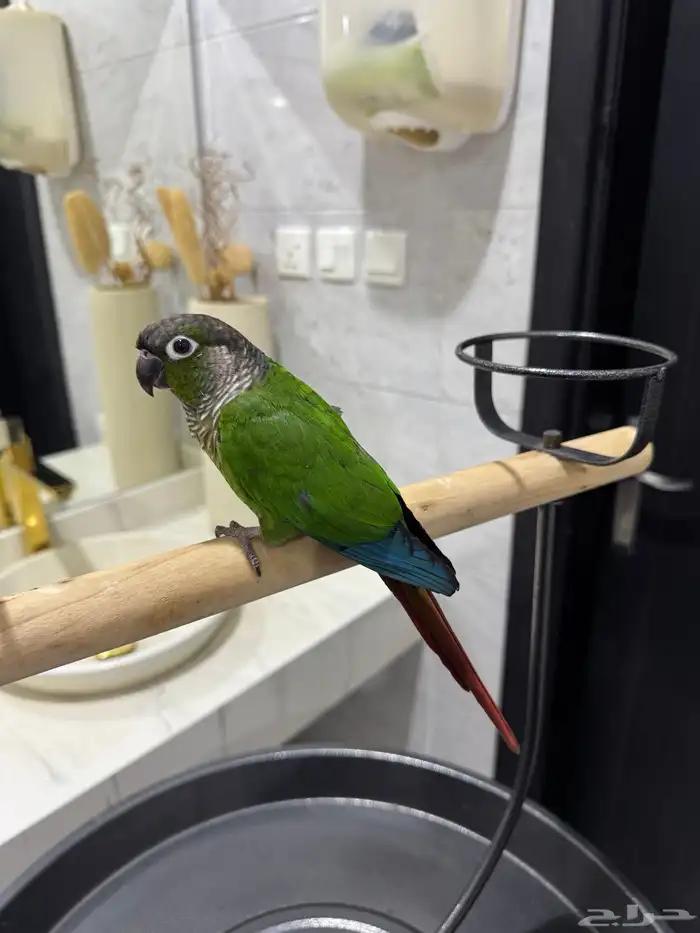 كنيور قرين شيك اليف ومتكلم ولعوب 0