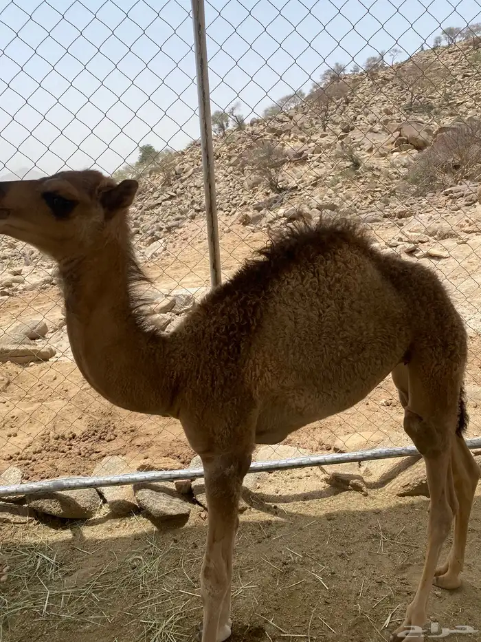 بكره للبيع 2