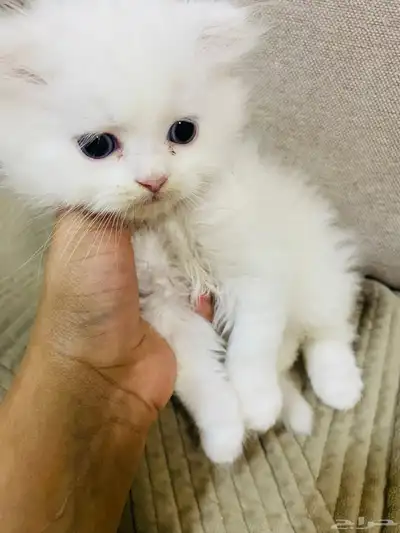 قط للبيع عمره شهر ونص 1