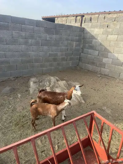 عنز وتيس للبيع 0
