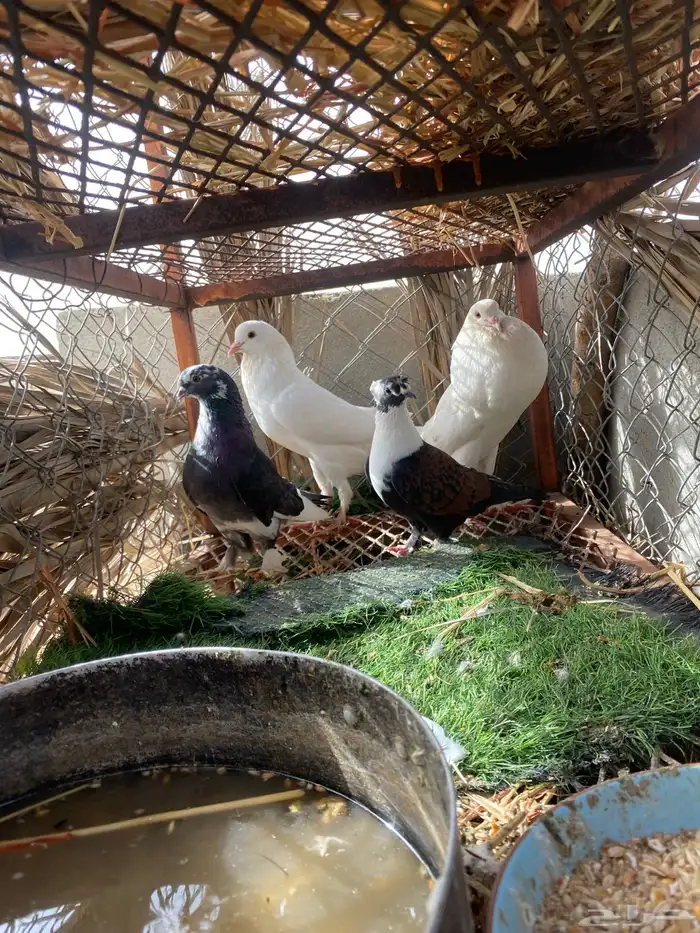 حمام 2