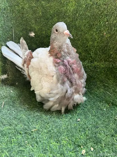 حمام فرش طبات 1
