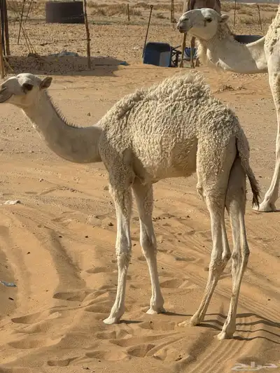 حوار ضيار قصب 1