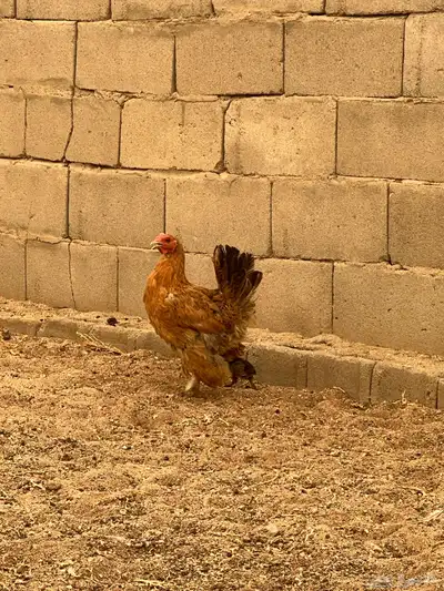 دجاجه حضان 0
