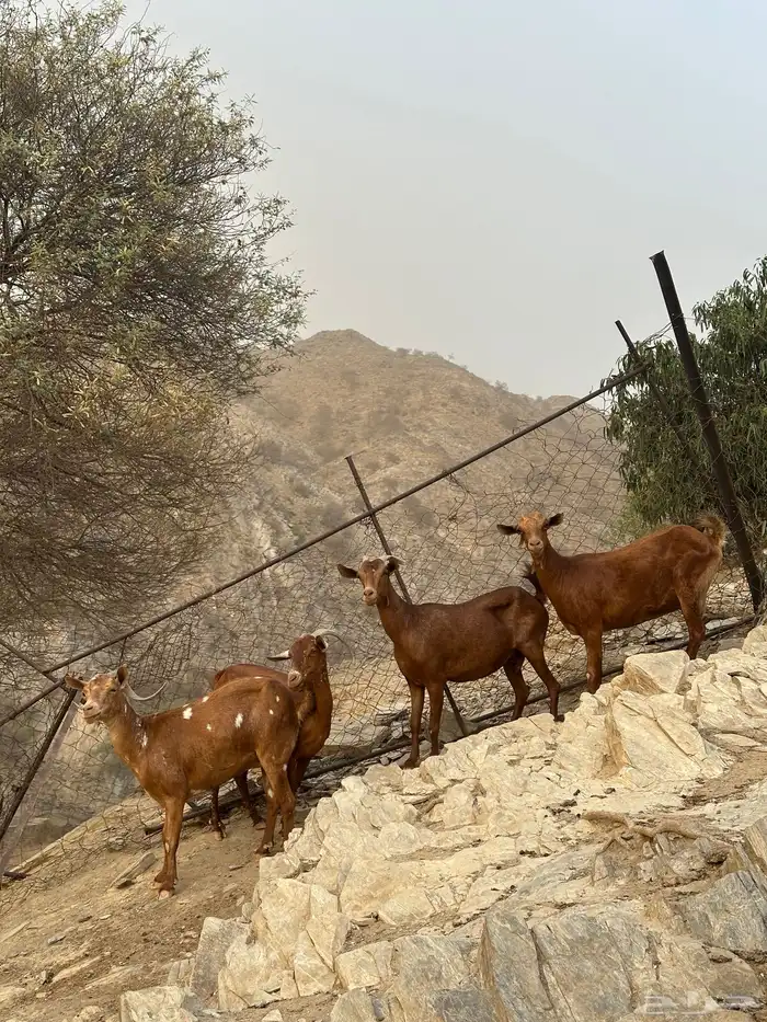 معزا دهم مقاني 7