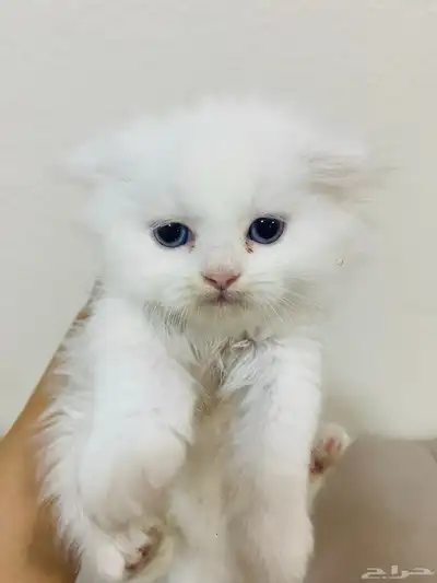 قط للبيع عمره شهر ونص 0