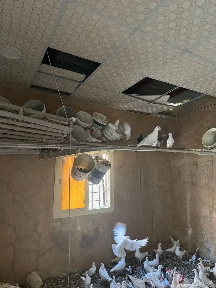 حمام فرنسي أحجام كبيرة منتج 2