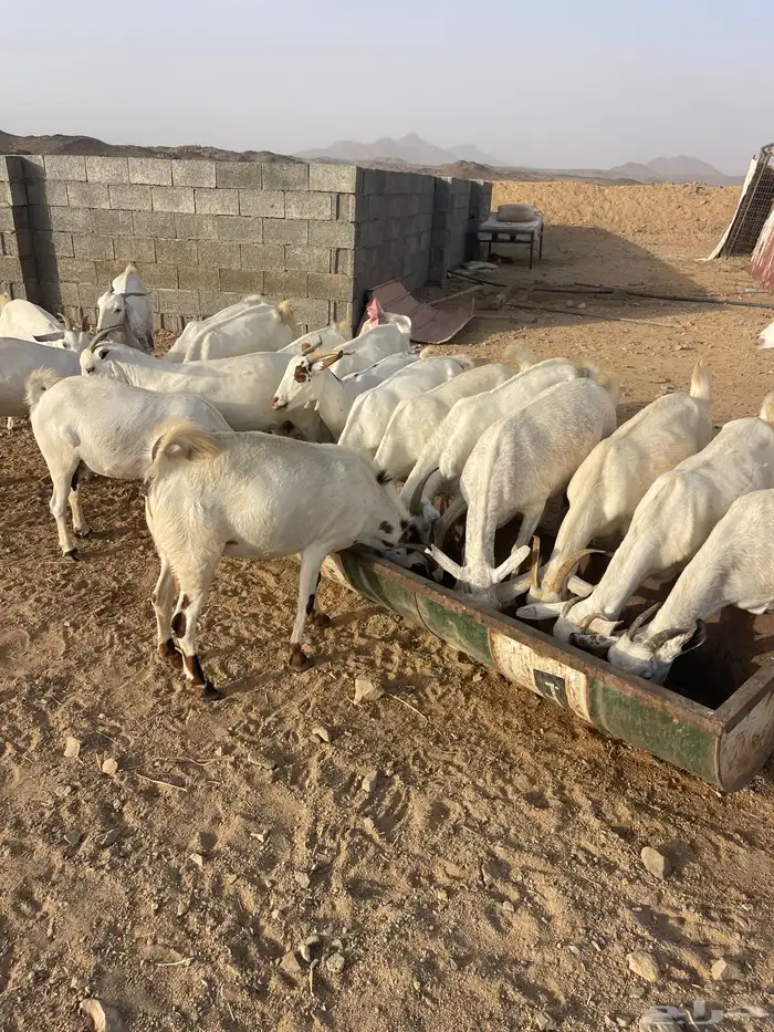 معزاء صنف طيب 5
