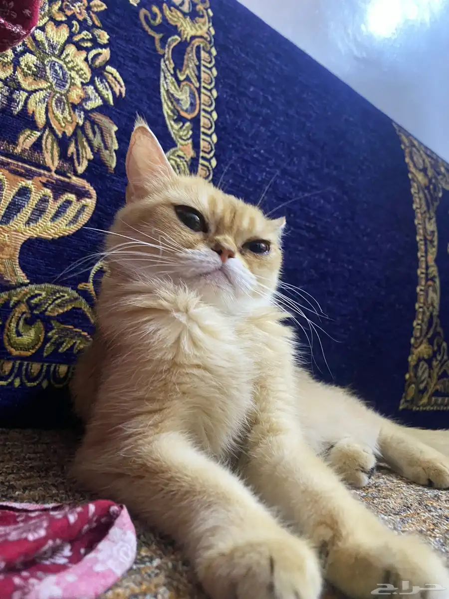 سكوتش ستريت بيور Ny11 index