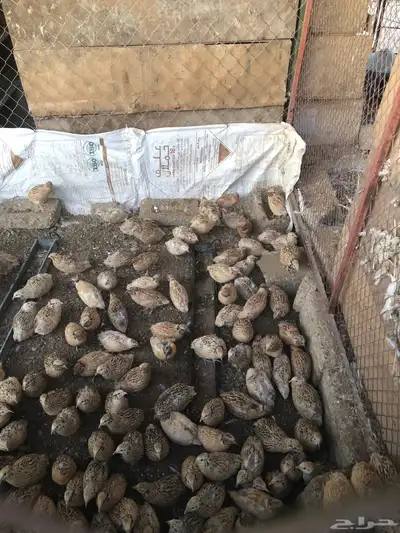 طيور سمان كريمي بياض 7