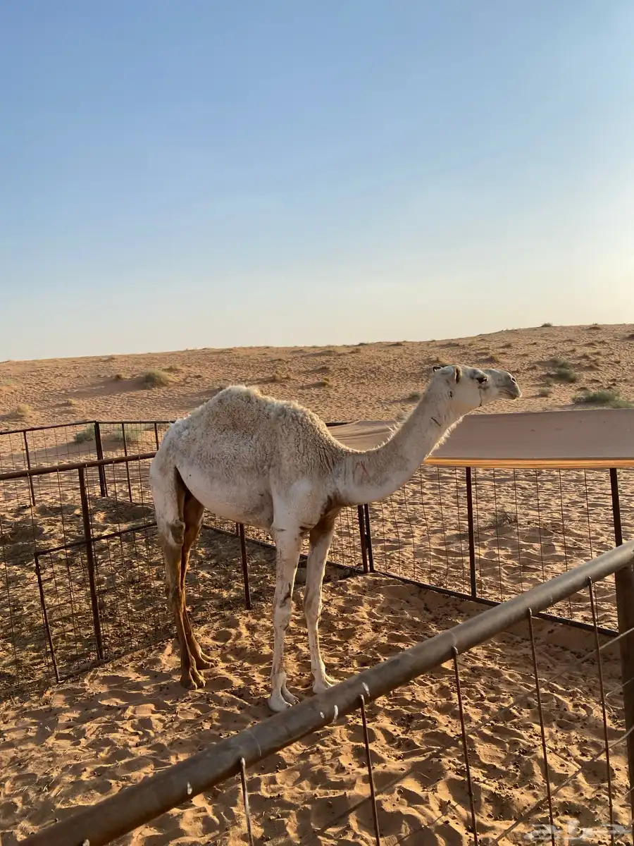 بكره وضحا index
