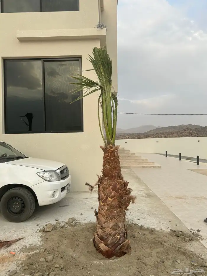 نخل للبيع زينه واشنطني للفلال والاستراحات 4
