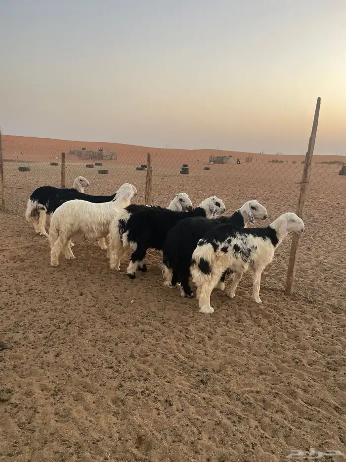 طليان نجد فواخر 0