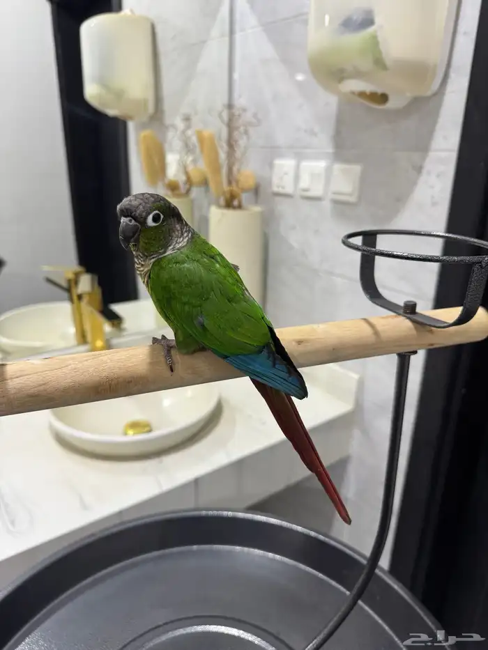 كنيور قرين شيك اليف ومتكلم ولعوب 4