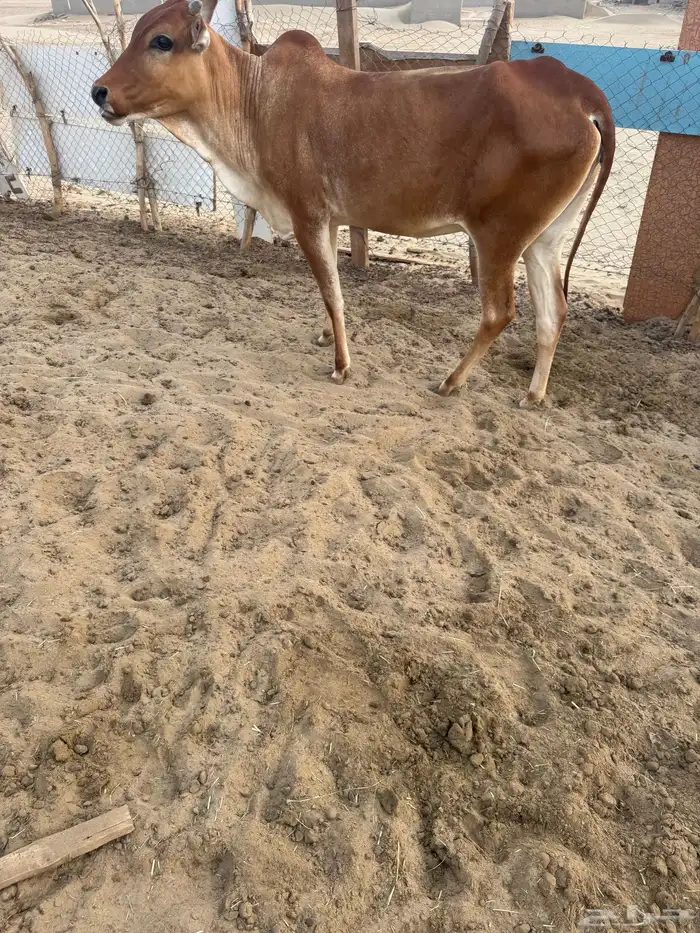 السن رباع دافع 0