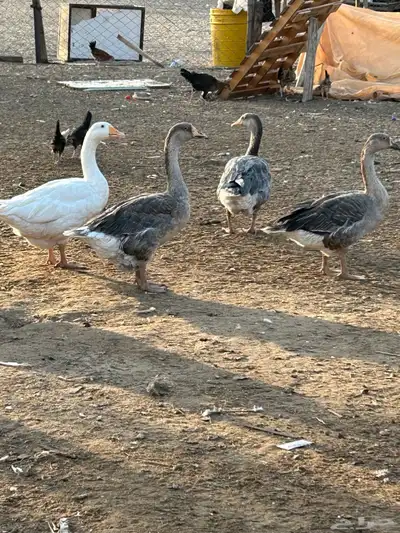 وز بلدي اقبل البدل 2