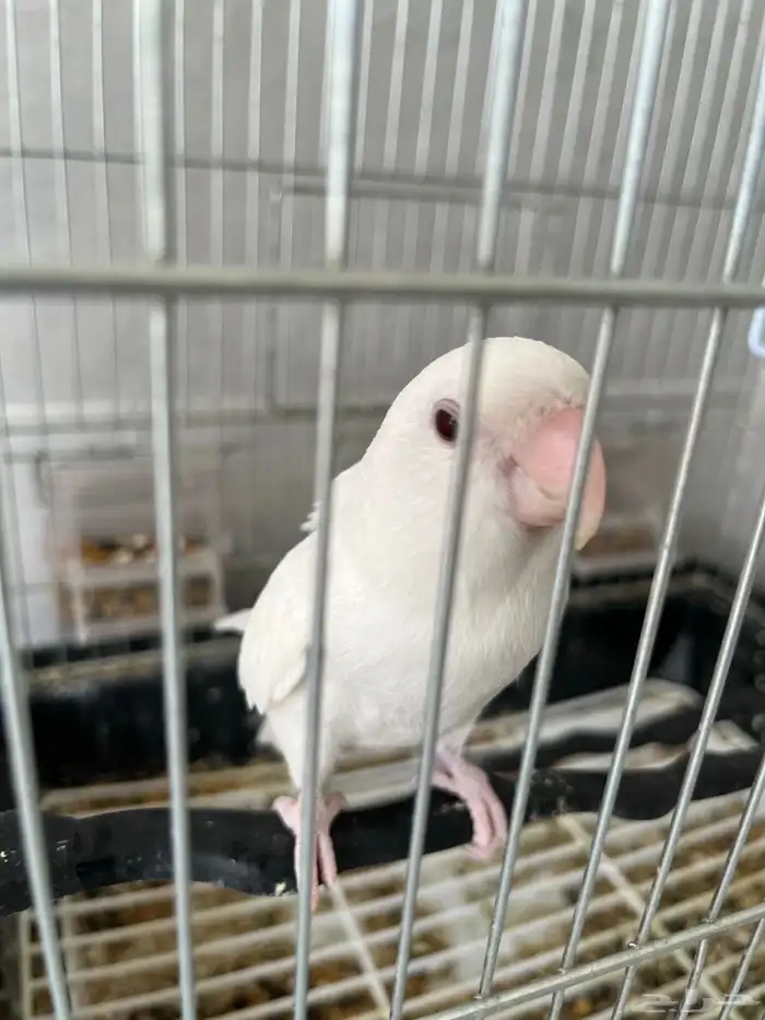 طير روز البينو 0