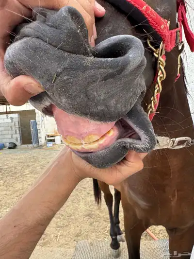 مهر عربي شعبي 5