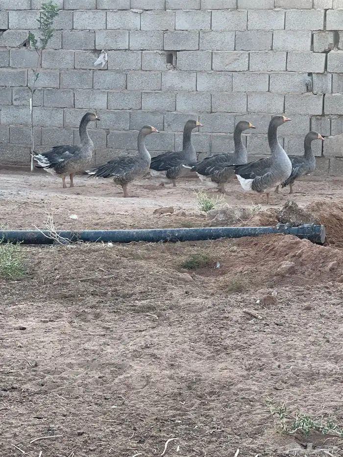 الوز 0