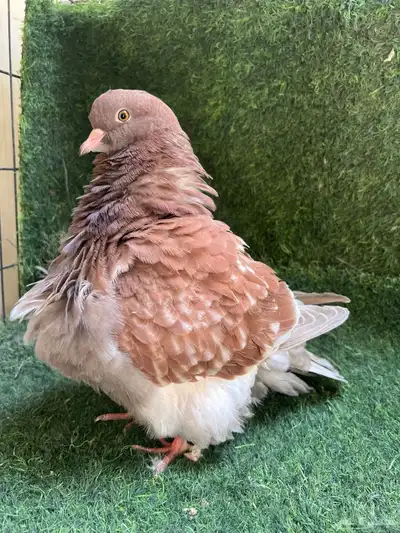 حمام فرش طبات 4