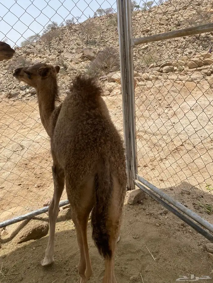بكره للبيع 0