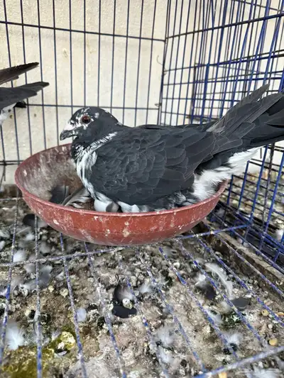 حمام للبيع زوج بولندي و ثلاث اناثي طواير 5