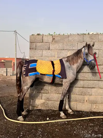 خيل شعبي طرب 1