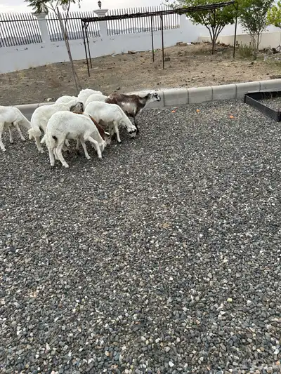 بهم أعمارهم من 6 الي 7 شهور 3