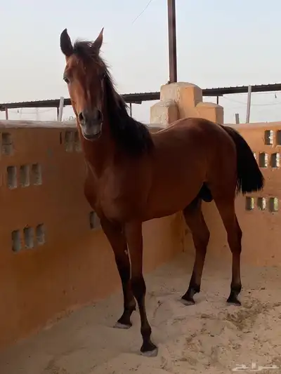 حصان واهو معسوف وطبعه زين 0
