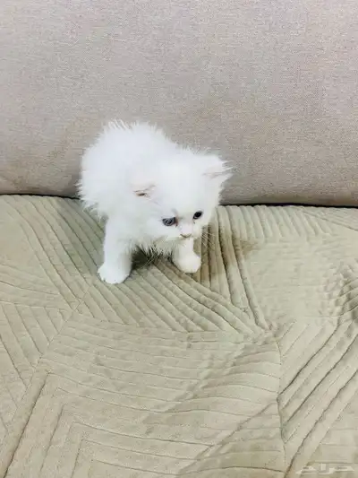 قط للبيع عمره شهر ونص 2