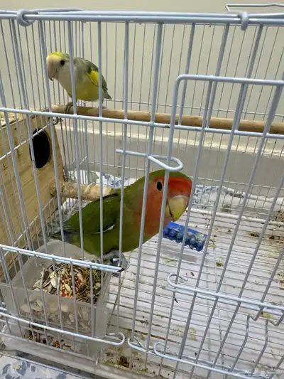 روز زوج 0