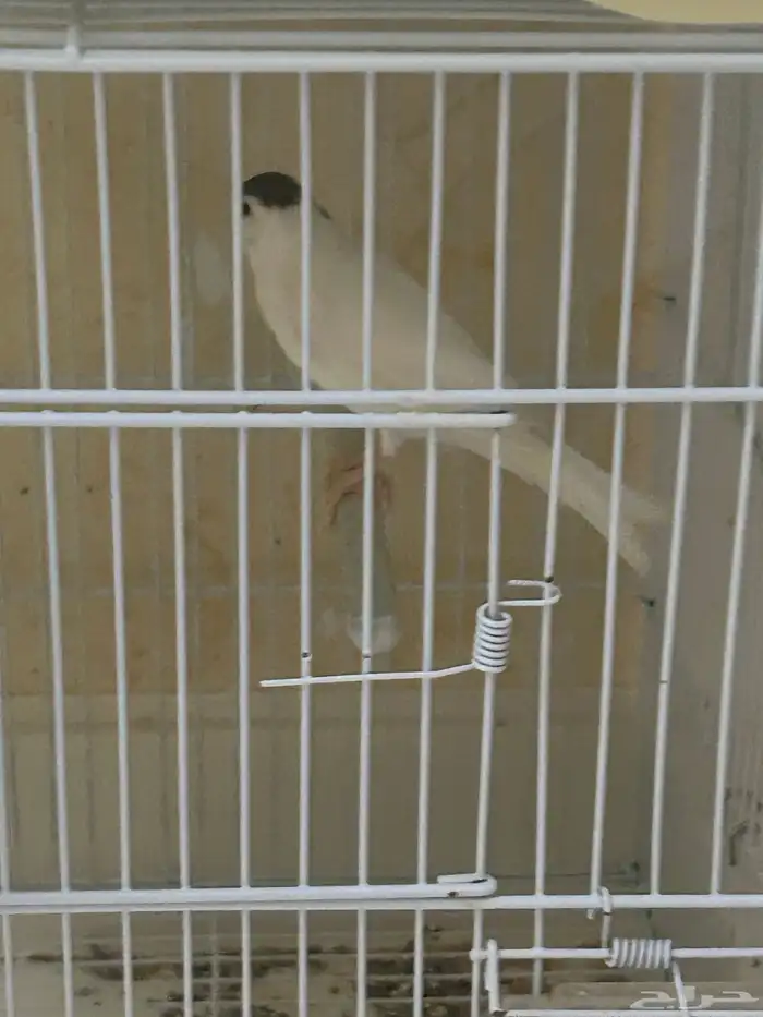 طيور كناري 16