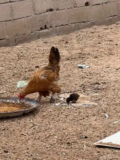 دجاجه حضان 1