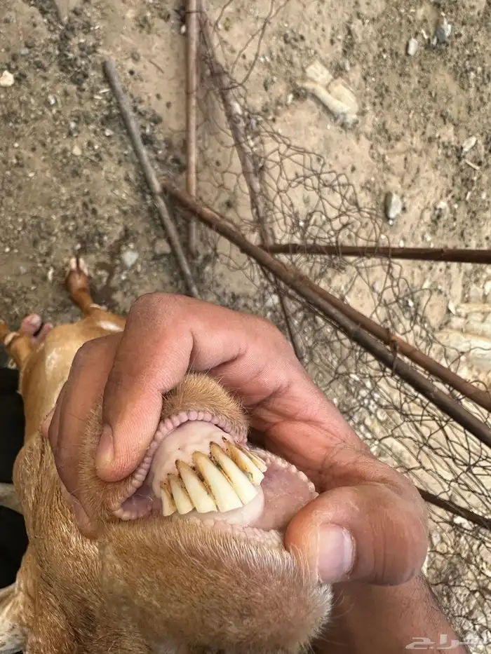 معزا دهم مقاني 1