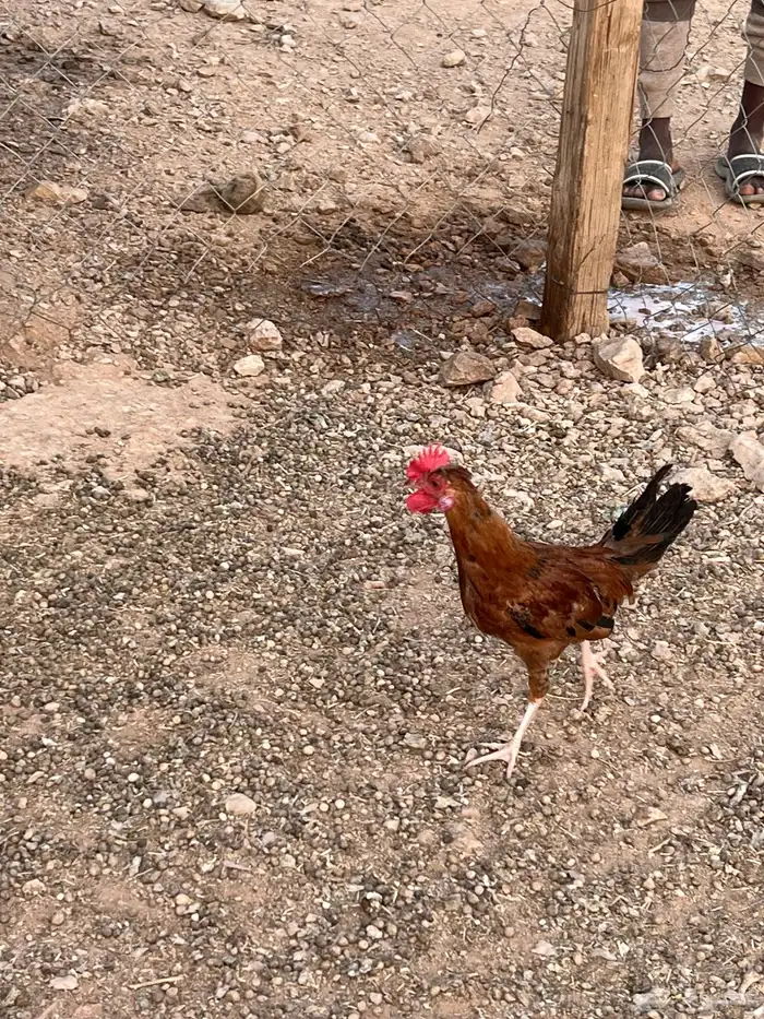 ديوك للبيع 5
