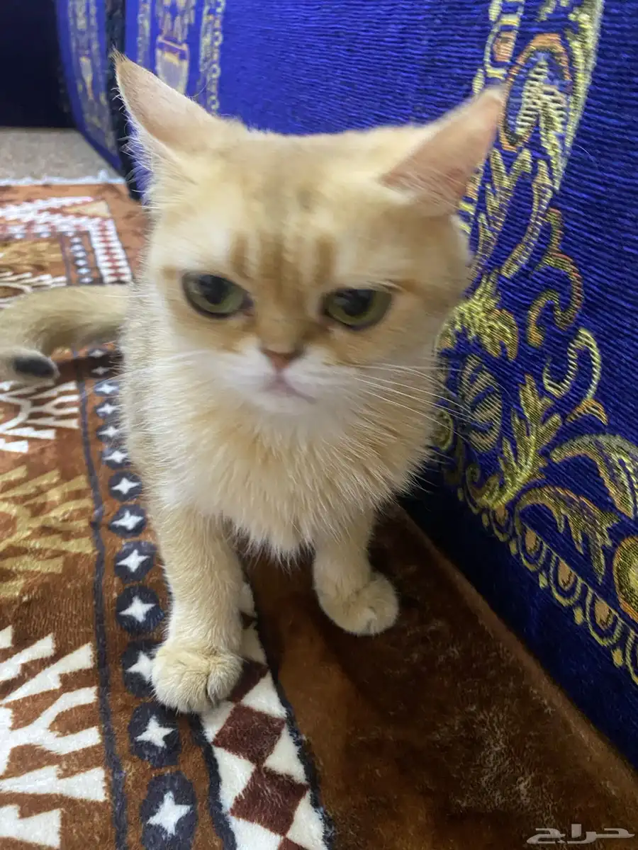 سكوتش ستريت بيور Ny11 index