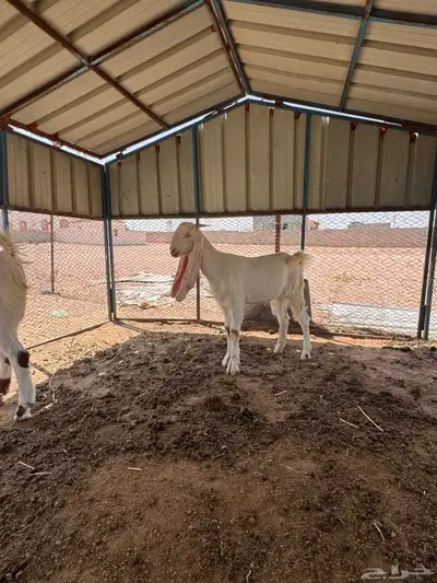 مشروع فحل هولندي وجفره حجازيه 15