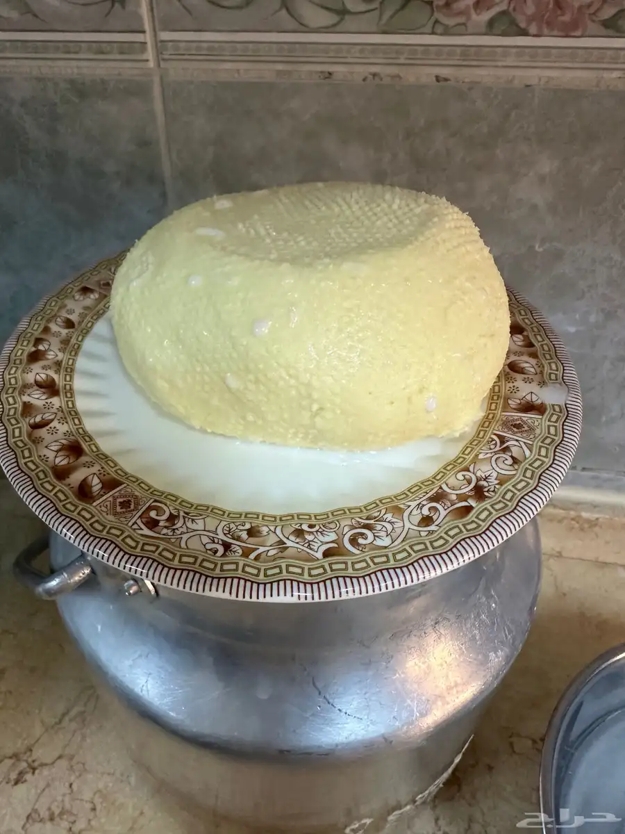 بقره منيحه بيت فاخره index