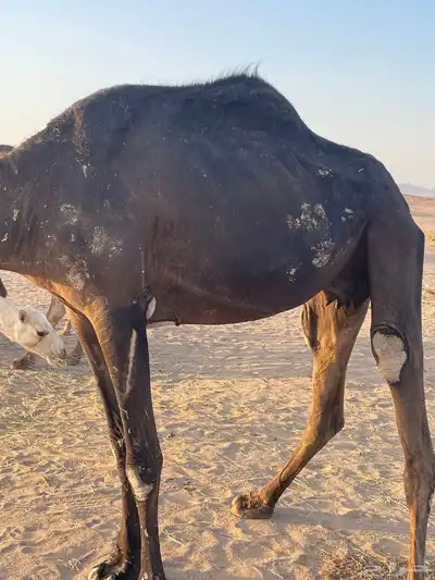 خلفه البيع 1