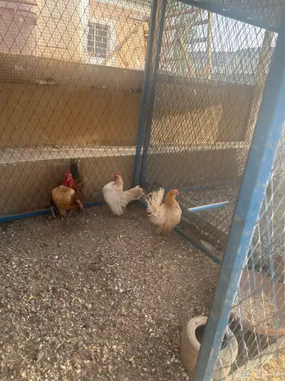 الحسنيه 4