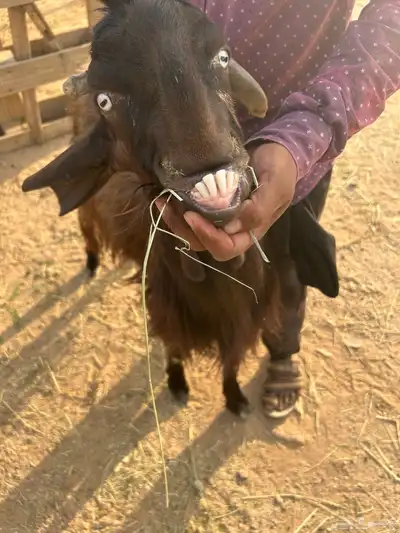 للبيع معزاء شاميه السن رباع 3