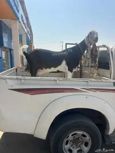 عنز نادره 1