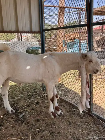 مشروع فحل هولندي وجفره حجازيه 3