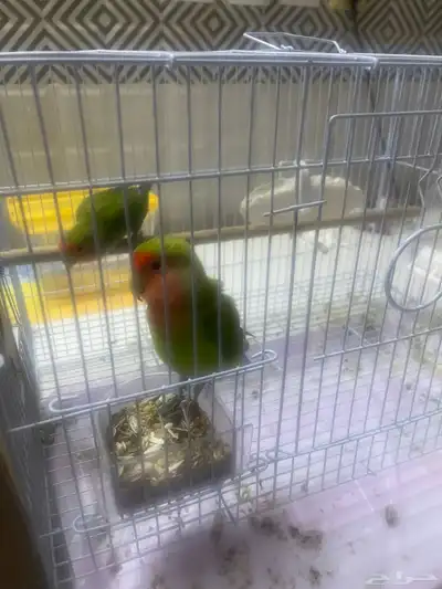 ببغاء روز 3