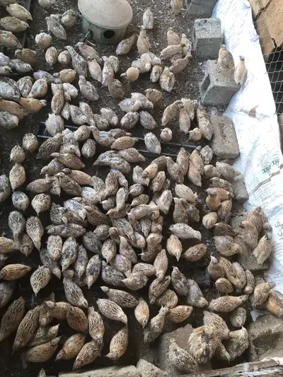 طيور سمان كريمي بياض 6
