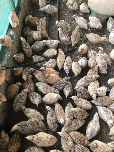طيور سمان كريمي بياض 1
