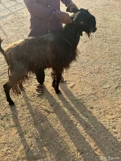 للبيع معزاء شاميه السن رباع 0