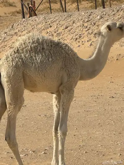 حوار ضيار قصب 2