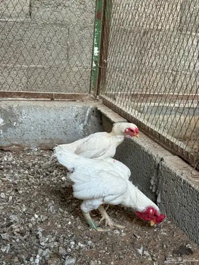 ديك ودجاجه فارسي قزم 2